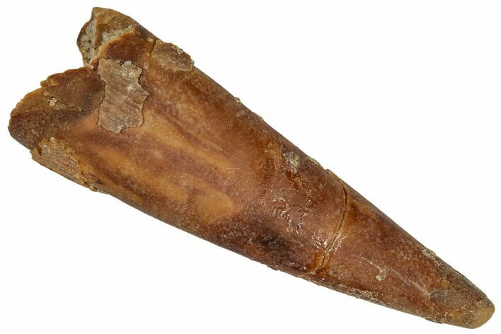 Fossil Pterosaur (Siroccopteryx) Tooth - Morocco #332561